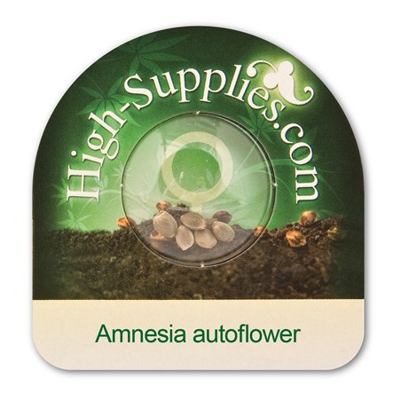 Amnesia Graines de Cannabis Autofloraison