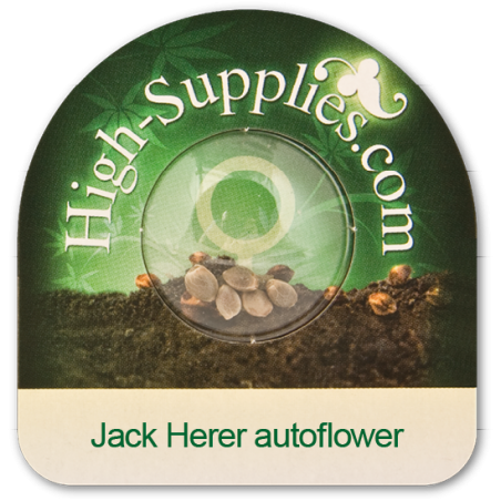 Jacker Herer autoflorescentes