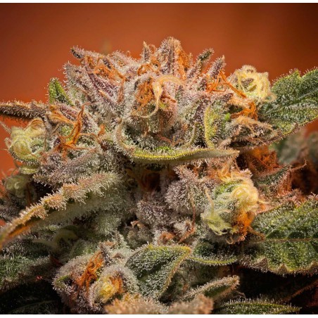 California Orange Bud Feminisert Cannabis Frø