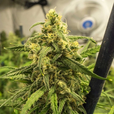 Big Bud Sementes de Cannabis Feminizadas