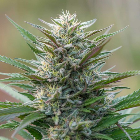 Master Kush Sementes de Cannabis Feminizadas