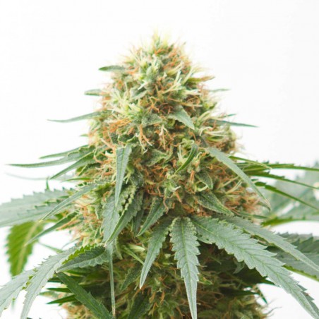 Northern Light Autoflorecientes Semillas de Cannabis