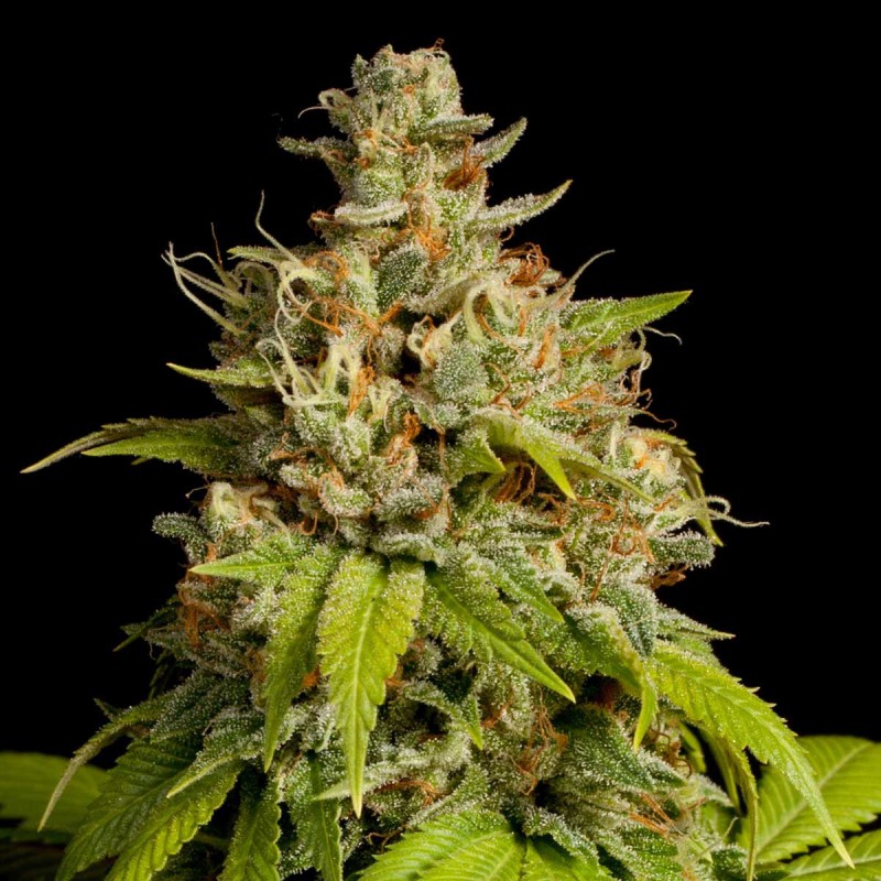 Buy Durban Poison Feminized Marijuana Seeds online