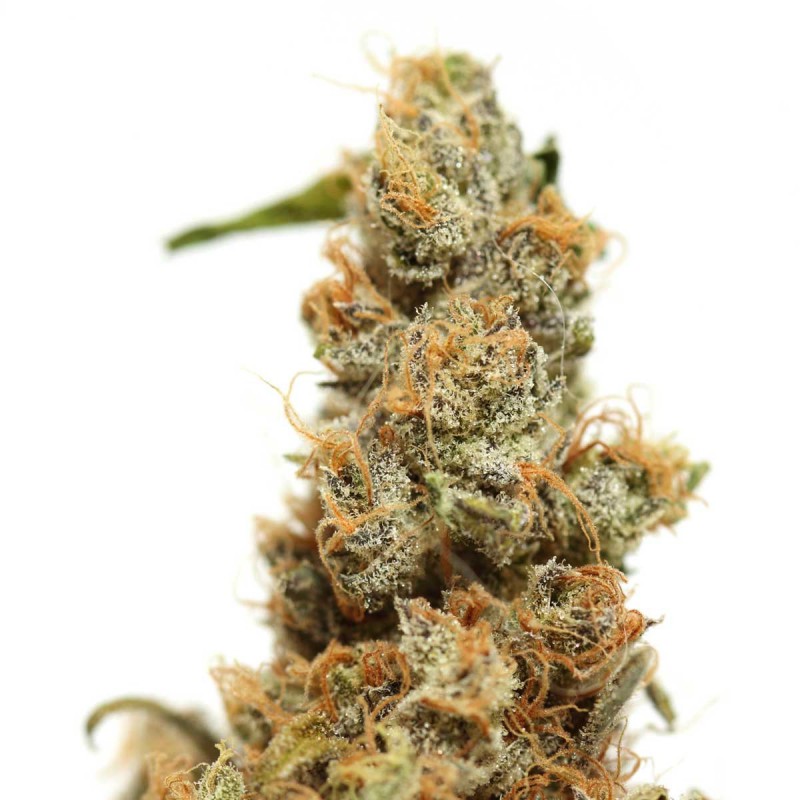 Super Shiny Haze feminized cannabis seeds