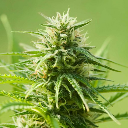 AK 47 Autoblomst Cannabis Frø