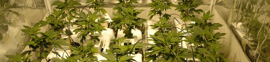 cannabis%20-%20hydro.jpg