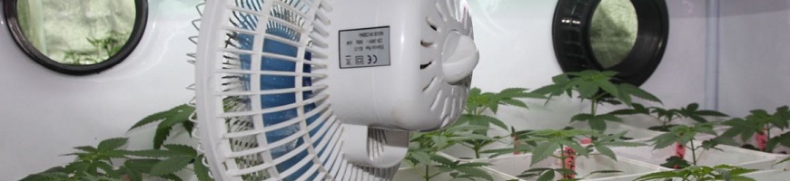 Le ventilateur est l'outil indispensable dans la culture indoor du cannabis