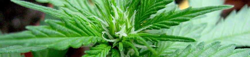 cannabis_floraison.jpg