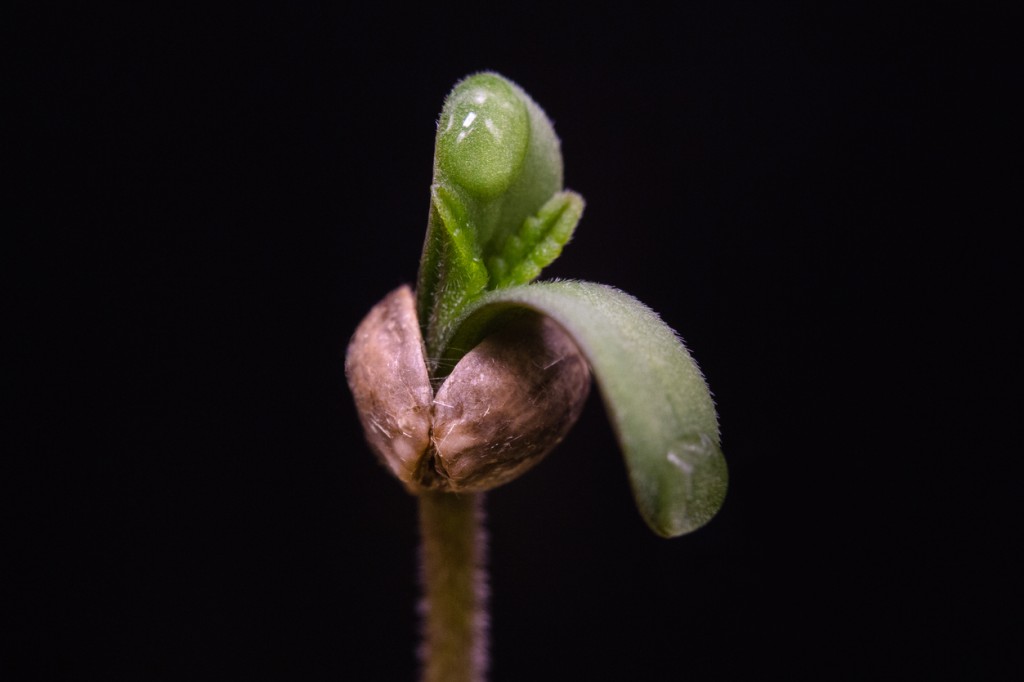 Germination des graines de cannabis - Résolution des problèmes