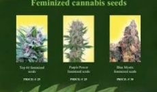 Best 5 Regular Cannabis Seeds under €25