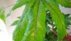 Why Is It Important to Control the pH Level in Cannabis Cultivation?