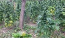 A Beginners Guide to Cannabis Guerilla Growing