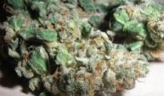 What are the Reasons behind Rising Popularity of Northern Light x Shiva Strain?